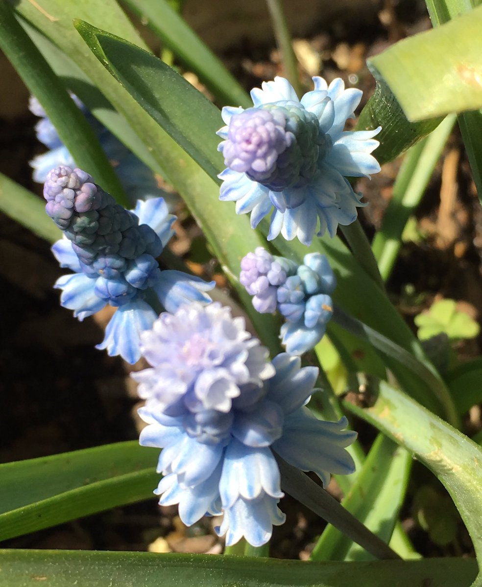 プスキニア Twitter Search Twitter