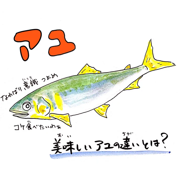 アユは別名「香魚」
キュウリの香りやスイカの香りがする?
#さかな四コマ #鮎 #うおにい 