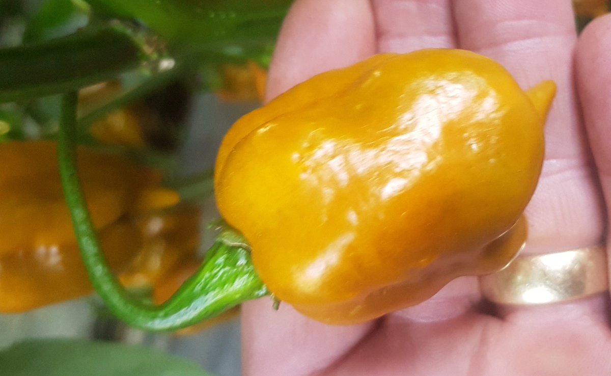 Not long until beauties like these are hanging off our plants. #Munchies2019 #Cobham #Gravesend is just around the corner #Kent #Chilli