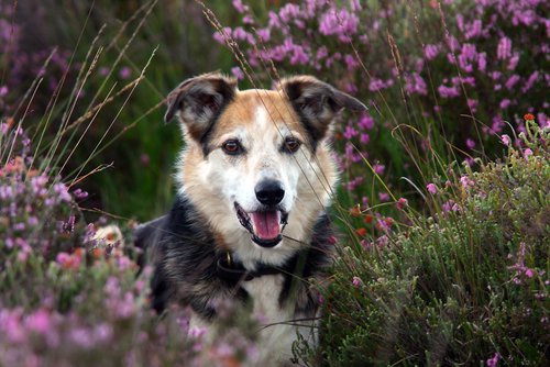 With April officially being #PetMonth, there really is no better time to treat your four legged friend to a New Forest getaway 🐶

So, what are you waiting for? Book your stay now 👇
bit.ly/2V0Zpzt
