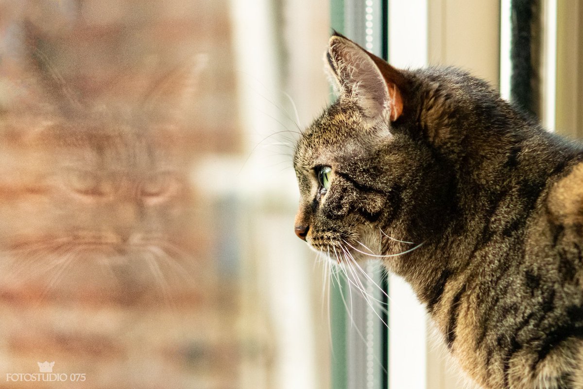 Mitty² 🐱

#reflectie #Dierenfotografie #Fotografie