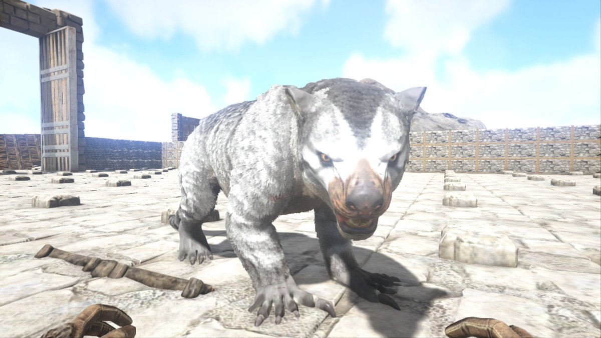 ARK_creaturebot's tweet photo. ティラコレオ
肉食。赤杉林で大木に張り付いており、下を通ったプレイヤーに飛びかかってくる。生肉より焼いた肉���好物。テイム後は壁をよじ登る能力に加えてジャンプ力も高く、移動に関してかなり高い能力を持つ。猫らしさがあり可愛い。https://t.co/EM7RIeyKU9