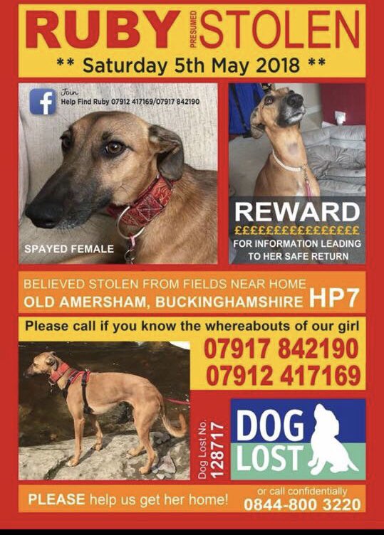 <a href="/DogfestUK/">DogFest</a> . Can I ask a big favour 🙏🏼Could you Retweet for beautiful Ruby #StolenRuby #lurcher  Stolen last May 😥 have been searching daily for her😥 she’s my friends <a href="/raeabarnett/">RAB</a> <a href="/coleman1965/">neil coleman</a>  girl who’ll be at <a href="/DogfestUK/">DogFest</a> South with me in May. Thanks so much ❤️🐾❤️