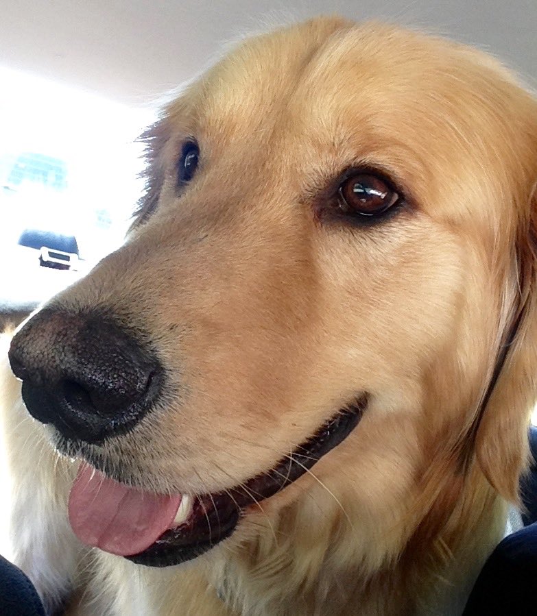 Susansday's tweet photo. Bodie discovered he gets puppy treats when smiling at the bank teller at the drive-thru ⁦@golden_bham⁩  #goldenretriever https://t.co/V8MvVQOVUA