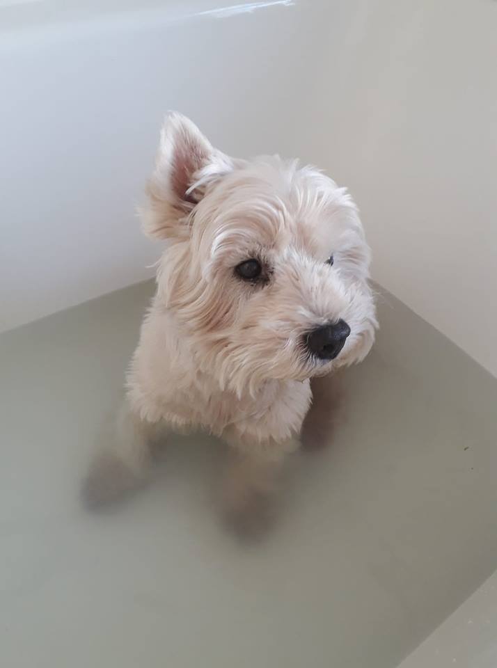IYDHgifts's tweet photo. When Mum said it's time for a Spring clean I didn't think she meant me #JustSaying #ThursdayThoughts #dogsoftwitter https://t.co/glkwrxQyVi