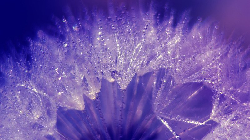 SuperbWallpaper's tweet photo. Wet dandelion https://t.co/jAEcCOFRUU #wallpaper #HD #photography #water #drop #dandelion https://t.co/hS8aecHVMb