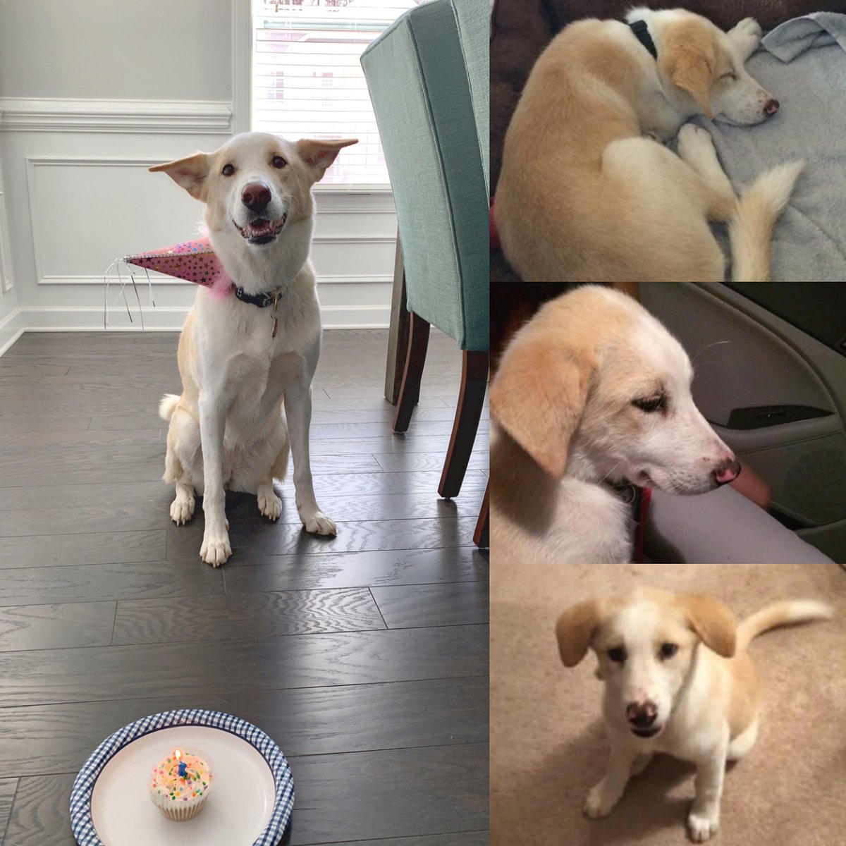 KrinaBPatel's tweet image. Today is a very special day! Happy 4th birthday to the light of our lives! You are so loved, Ves!💙🥰🐕😃🎉🎂🎉 #vpress27 #thathat😂 #shehateditonherhead #hbd #shesalreadyfour #timeflieswhenyourehavingfun #dogsarelove #mygirl #happybirthday #myheartisbursting #ilovemydog