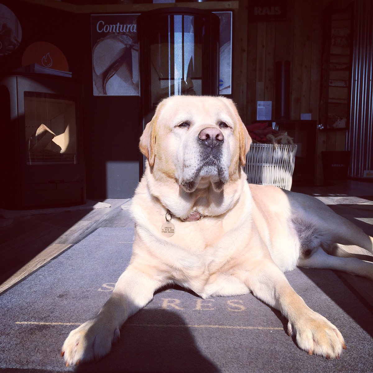 Simply_Fires's tweet image. Archie is lovingly a bit of sunshine and is ready to greet today’s customers.
.
.
. 
#homeimprovement #woodburningstove #weinstall #shropshire #shifnal #Bridgnorth #Shrewsbury #interiorsdesign #homerenovation #officedog #takeyourdogtowork #labrador