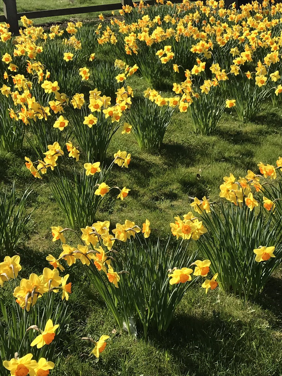 A lovely display of daffs on our walk this morning. A glorious sunny day. No scarf, no cap and could have done without my coat !!! Amazing #Spring #daffodils #walks #sunshine #goodcompanions #lovelycoffeestop