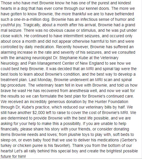 BuddyDogHS's tweet image. #PlzRT #plz read text below, &amp;amp; consider a #donation to Brownie. 
Buddy Dog is a 501(c)3 100% #nonprofit humane society, shelter 
&amp;amp; adoption center #Sudbury #MA (978) 443-6990