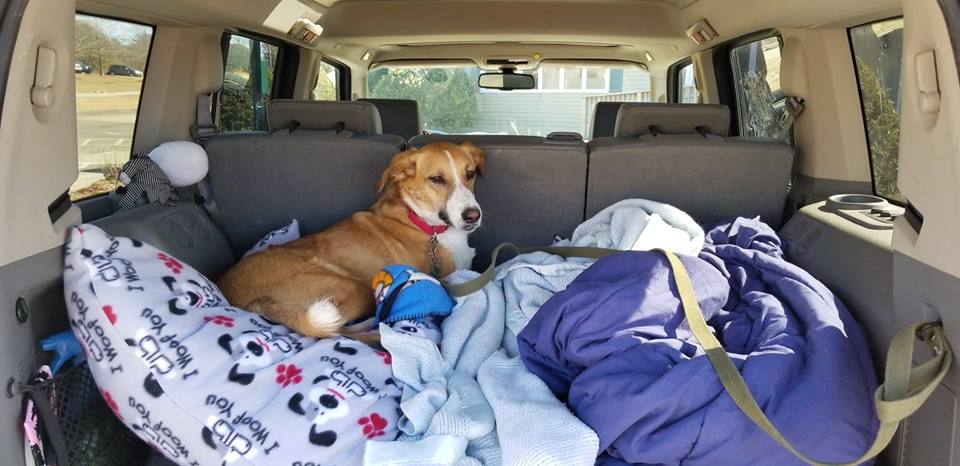 BuddyDogHS's tweet image. #PlzRT #plz read text below, &amp;amp; consider a #donation to Brownie. 
Buddy Dog is a 501(c)3 100% #nonprofit humane society, shelter 
&amp;amp; adoption center #Sudbury #MA (978) 443-6990