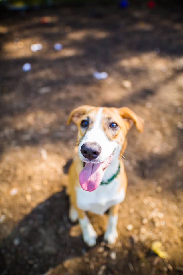 BuddyDogHS's tweet image. #PlzRT #plz read text below, &amp;amp; consider a #donation to Brownie. 
Buddy Dog is a 501(c)3 100% #nonprofit humane society, shelter 
&amp;amp; adoption center #Sudbury #MA (978) 443-6990