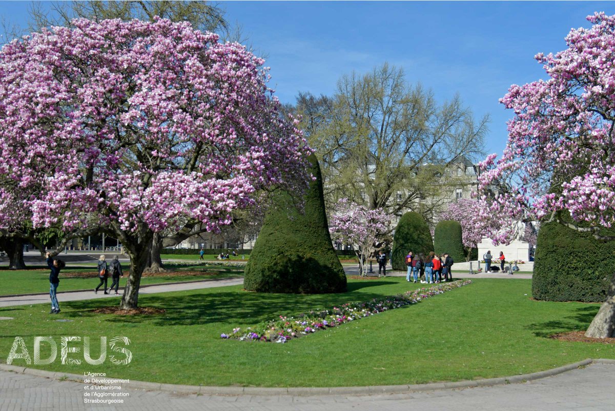 ADEUSorg's tweet photo. Le #printemps est bel et bien là avec les beaux #magnolias de la Place de la République à #Strasbourg. #JeudiPhoto #PhotoADEUS https://t.co/W1WIUJ8PKR