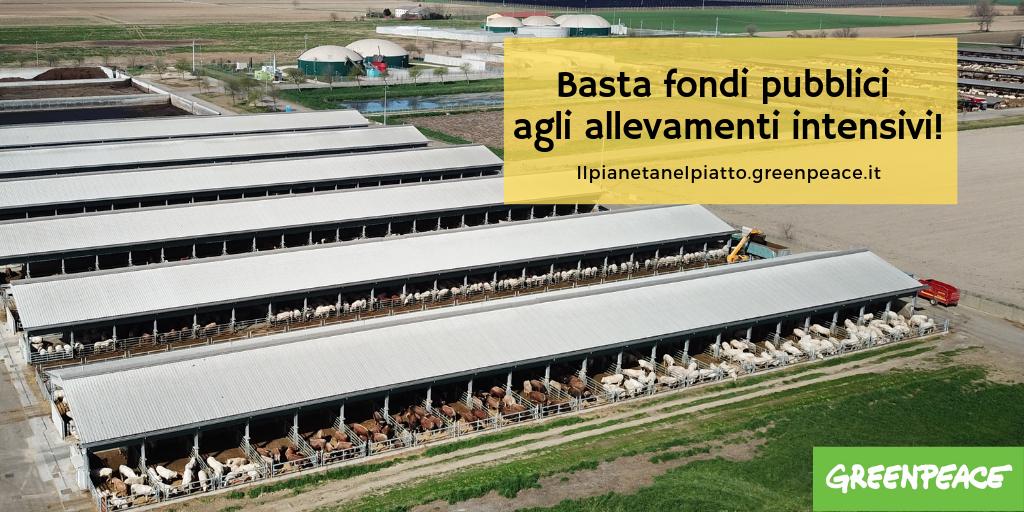 Greenpeace_ITA's tweet photo. Non si possono sostenere gli #allevamenti intensivi con soldi pubblici a discapito di ambiente e aziende ecologiche! @GiuliaMoi_M5S  @MarcoZullo @NicolaCaputo @paolodecastro @HerbertDorfmann da che parte state? #NOfactoryfarms #COMAGRI #IlPianetaNelPiatto>https://t.co/C0sWISJrZM https://t.co/0fnfEFKAeg