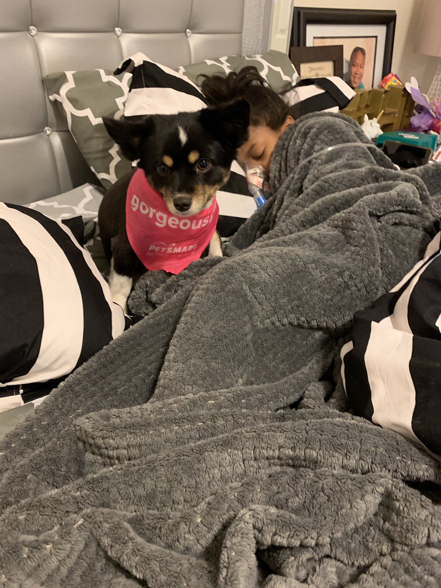 AshleyWashEDU's tweet photo. Where I find her every morning making sure Sister gets her breathing treatment done. #puppylove #justagirlandherdog #lanichronicles πΆπ§πΎ https://t.co/gy5n4HzNkF