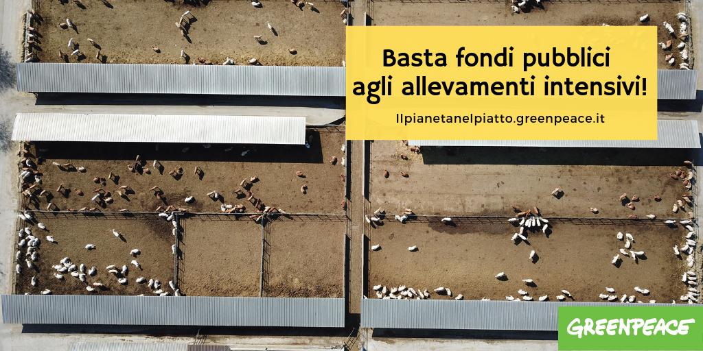 Greenpeace_ITA's tweet photo. Made in Italy ecologico e sostenibile o Made in #allevamenti intensivi?  @NicolaCaputo, @paolodecastro @GiuliaMoi_M5S,  @MarcoZullo @HerbertDorfmann o l’uno o l’altro, bisogna scegliere: da che parte state? #NOfactoryfarms, #COMAGRI #IlPianetaNelPiatto> https://t.co/C0sWISJrZM https://t.co/bAISF5Fr3P