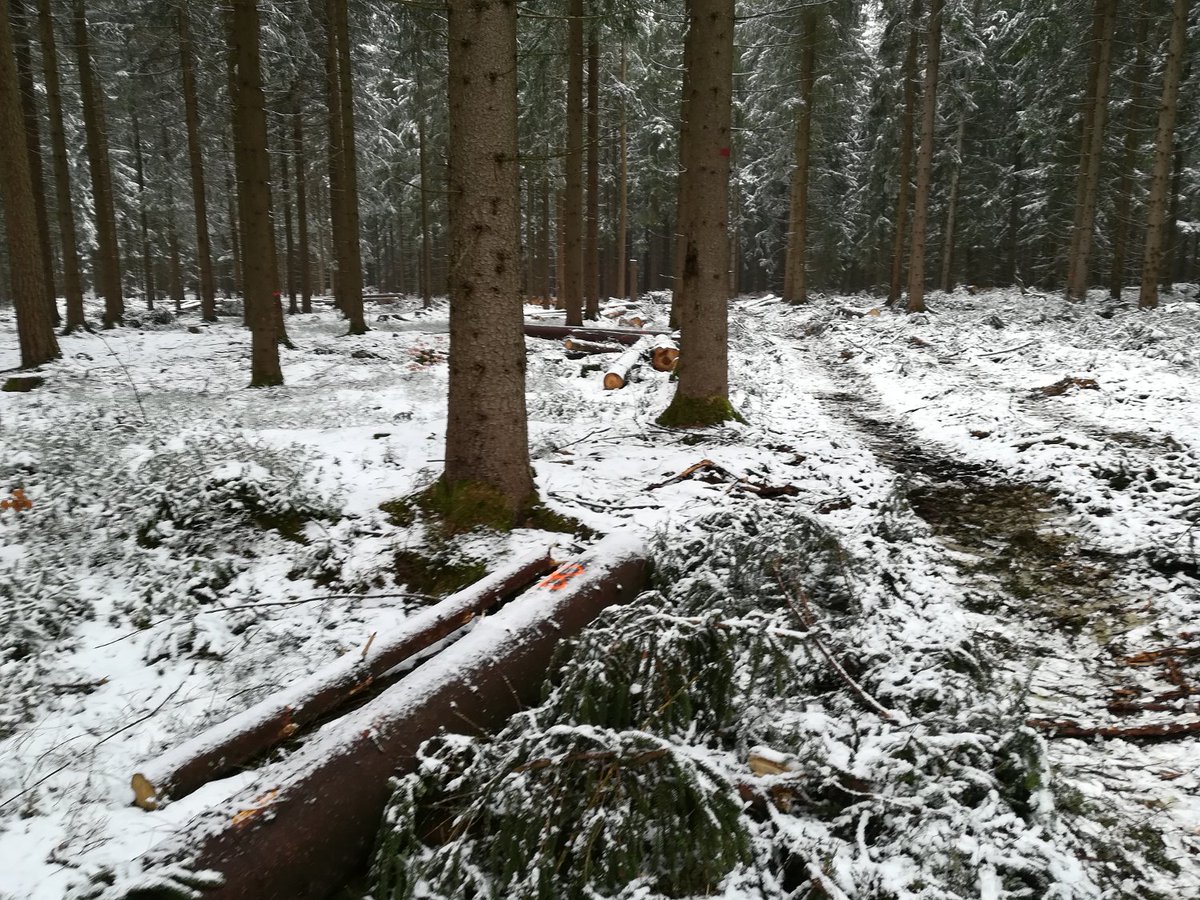 forwarder2020's tweet image. Update from Saxony from testings with our second @forwarder2020 prototpye together with project partner @bfh_hesb : the logs are getting prepared for repeat measurements. 
#H2020 #SustainableLogging #Forestry