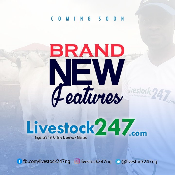 livestock247ng's tweet photo. If you want to blink, blink now and then stay glued to our page.
.
Turn on your notifications because new features are coming soon and you don't want to miss out.
.
#livestock #livestock247 #livestockng #LivestockNigeria #FitForSlaughter #cow #sheep #goat #rumination #ruminants https://t.co/wgH7rMkuqH