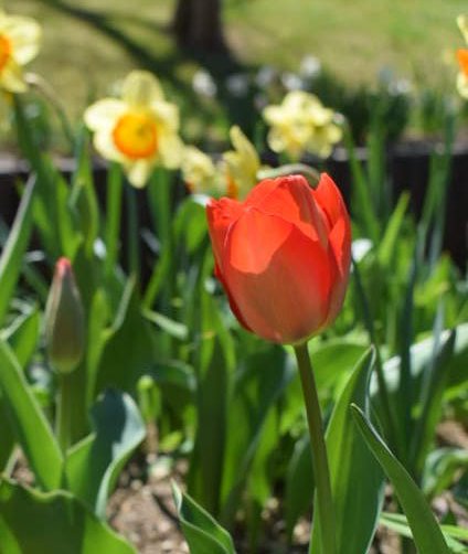 MiYuiitan's tweet photo. チューリップ🌷 https://t.co/gTq9dpidJZ