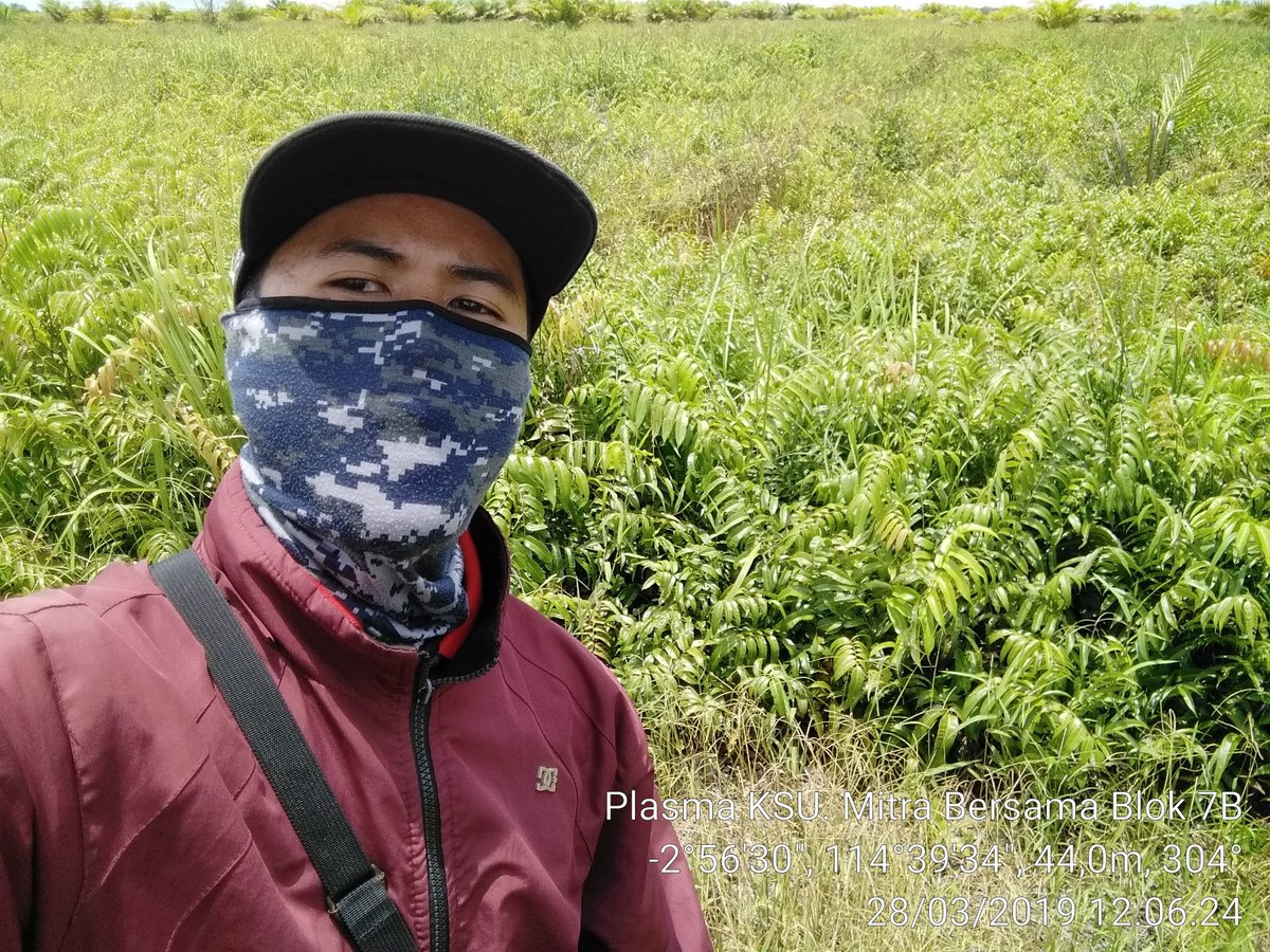 hendra13_SP's tweet photo. Kegiatan Hari ini Monitoring dan Evaluasi Kebun Plasma KSU. Mitra Bersama yang sudah di Pra Penilaian Fisik Kebun di Desa Karya Tani Kec. Barambai Kab. Barito Kuala Prov. Kalimantan Selatan.
@fkp2indonesia 
@ditjenbun 
@kementan https://t.co/2gZa1vbGfQ
