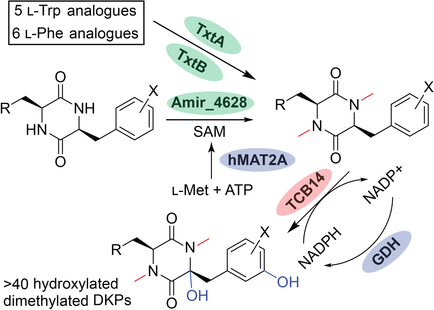 ChemBioChem's tweet photo. #Hydroxylation of aliphatic and aromatic C-H bonds in #herbicidal diketopiperazines by promiscuous #cytochromeP450 enzyme (Ding @UFPharmacy) #ChemBioTalents https://t.co/yyif7CRt2A https://t.co/P9WqM9ZzRH