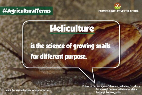 TheScionFarm's tweet photo. #Snail farming is simply the rearing of snails for both #human consumption and commercial purposes. #AgriculturalTerms #Farming #Agriculture #Heliculture #FarmersInitiativeForAfrica #ZeroHunger https://t.co/1nBPkAj7Qm