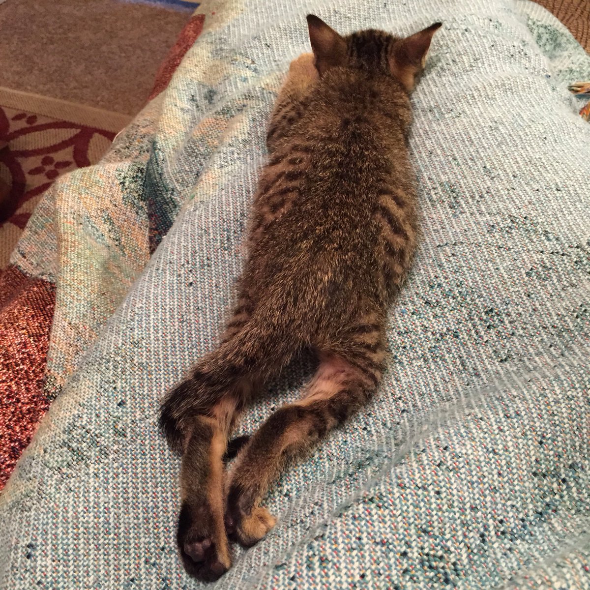 ALittleBlog1's tweet photo. Because...naps 🥰
#alittleblog
#alittlespot
#furbabies
#CatsOfTwitter 
https://t.co/nJRZpa2uBP https://t.co/7W0GPEdqHq
