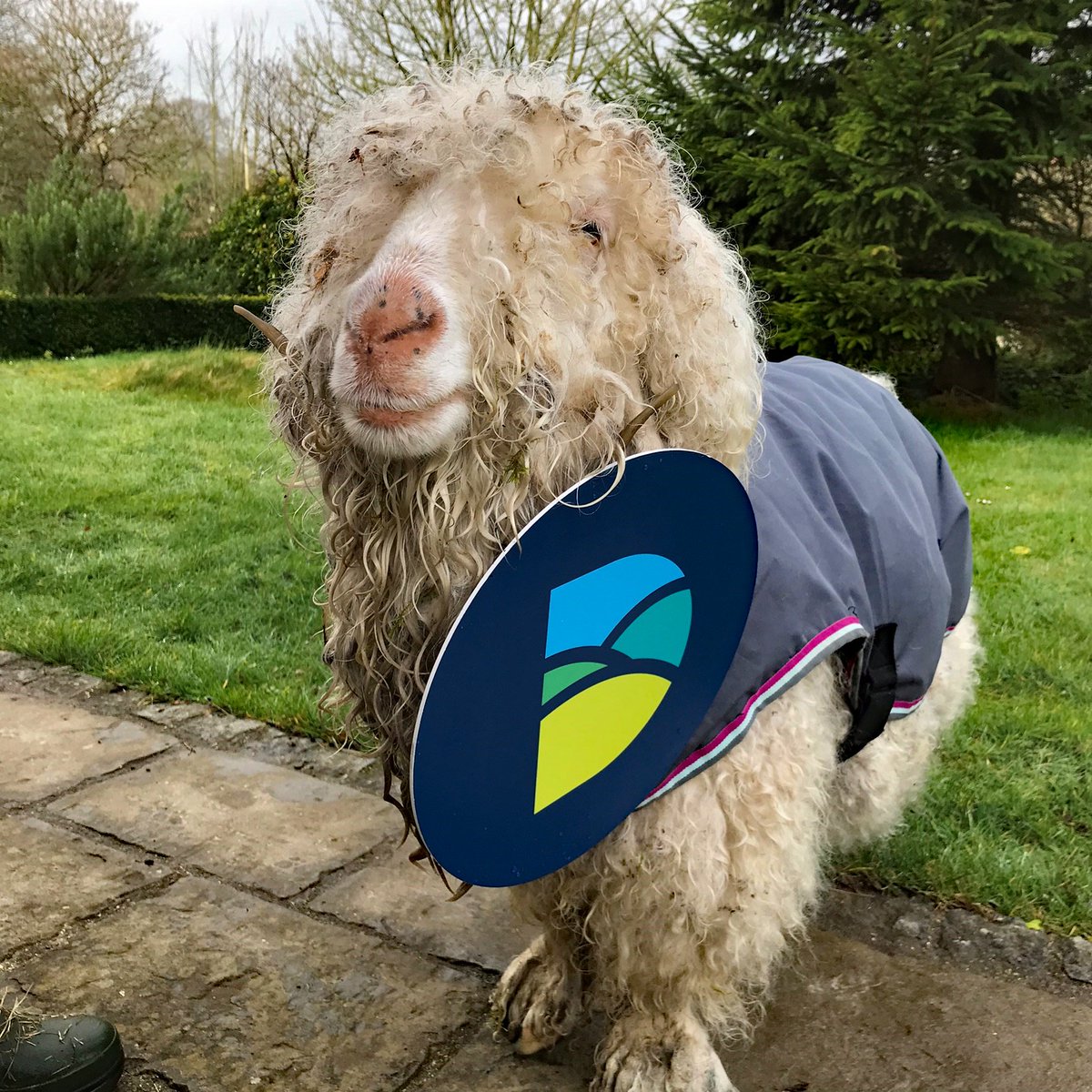 DorsetCouncilUK's tweet photo. With more farm animals than people, Dorset is still very much a rural area. This is Snowy, but do you know what sort of animal she is and what they are kept for? #workingfordorset https://t.co/WduaNqEYW1