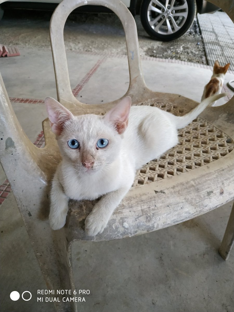 sharkushark's tweet image. This is the second time I've lost a cat. Folks, please help me find Tide, aka Gollum. He's disappeared since early this morning around #Pandayan #Meycauayan. First cat I've lost is Cheese, his mother, who also just vanished in our subdivision :(
