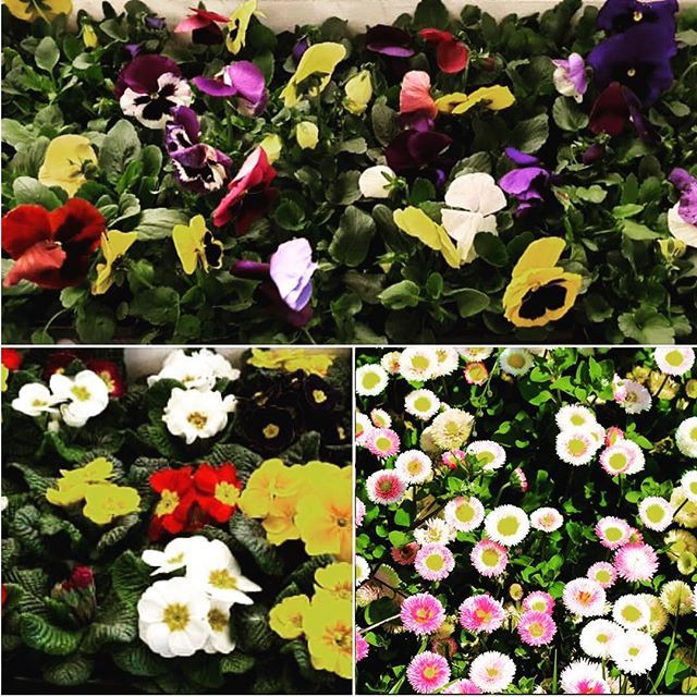 WhitesMarket's tweet photo. How are you going to spoil your Mam this weekend?⠀
⠀
These bright and colourful bedding plants are available from Thoburns in the Market - You could plant her up a pot!⠀
⠀
#shoplocal #shopsunderland #LoveYourMarket #SpringPlants #beddingplants https://t.co/PMmAghIhZe