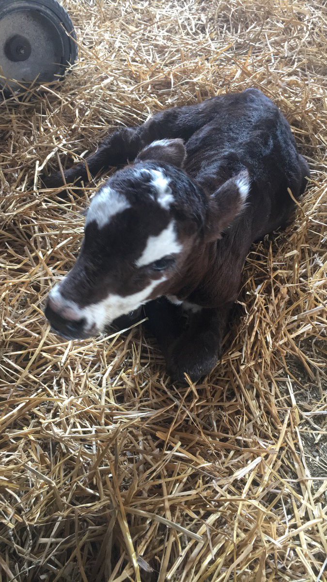 AlexMahrenholz's tweet photo. Little girl getting stronger every day! She’s lucky to have a great family to take care of her 😍 #SpringCalf https://t.co/WehCIdIm9E
