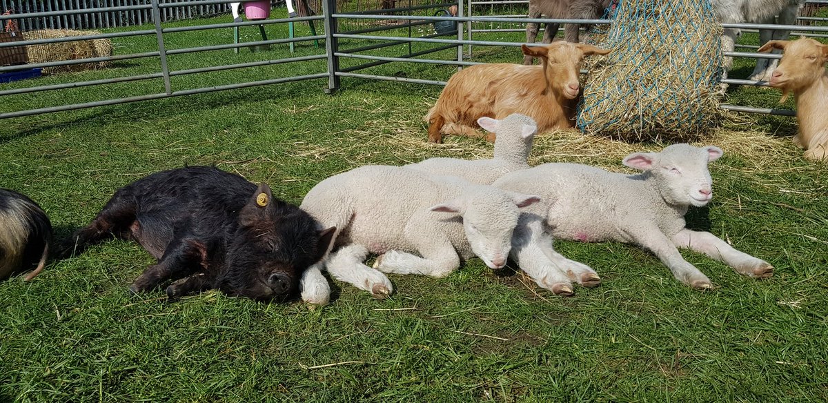 MillCottageFarm's tweet photo. A lovely sunny lunchtime at Onslow Infant ☀️🐑🐖 https://t.co/DEpx0W53DO