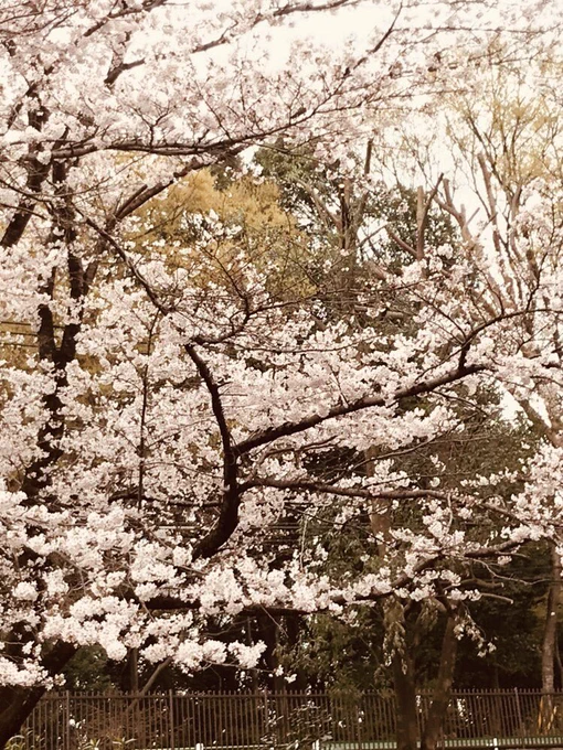 今日はお寿司ランチのちゆるりとお花見してきました🌸🌸 