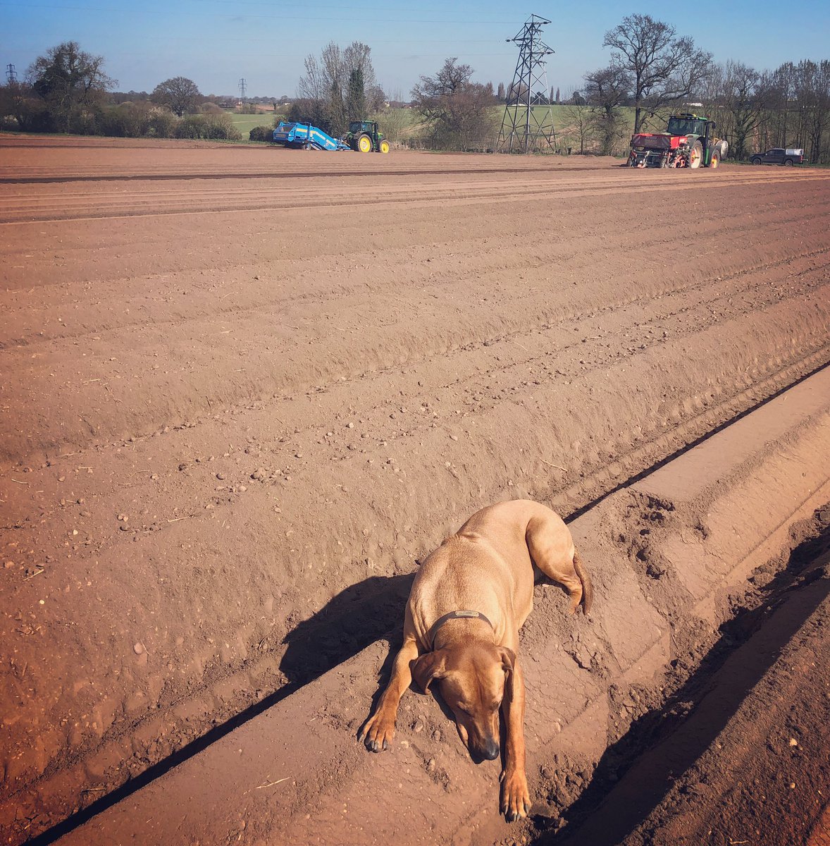 Today feels rather unseasonable. Short sleeved shirt in March??? My dog isn’t complaining #planting19