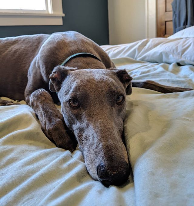 BeckyMcKimmy's tweet photo. Momma says I'm spoiled. I don't know what she is talking about.
.
.
.
.
#greyhounds #greyhoundsofinstagram #bluegreyhounds #widgettheblue #greyhounddaily #starcitygreyhounds #sleepygreyhound #spoiledgreyhound https://t.co/8BPy3aFFmA https://t.co/z9TqbZjUvZ