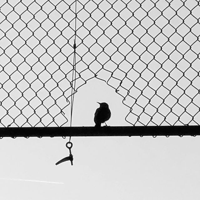 BrianErler's tweet photo. #bird #fence #abandoned #blackandwhite https://t.co/6DU0Bd6FnE https://t.co/zXEpO6B2xn