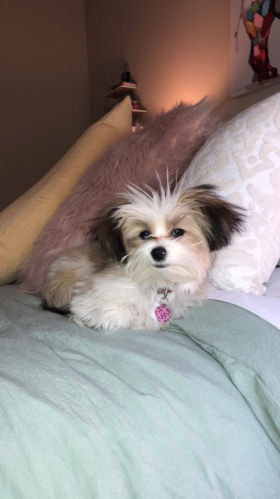 abswims's tweet photo. @dog_rates @Dumbo If they can’t be floppy, be fluffy https://t.co/8rEasaW6CH
