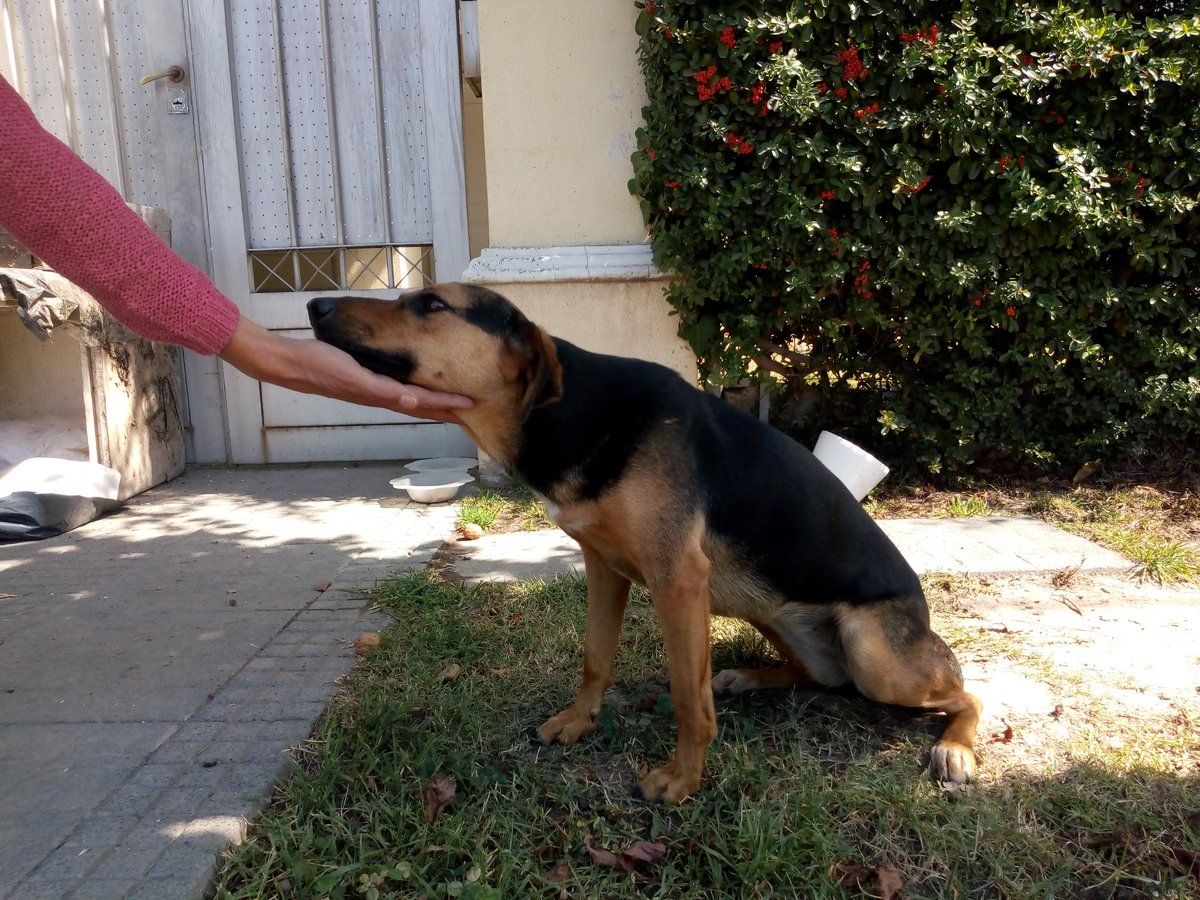 lantun's tweet photo. Se mudaron y la dejaron tirada en Vistalba. Quienes hicieron esto no tienen perdón. La perra los espera sin moverse. Se llama Wendy y está castrada. Necesita gente cuerda q la adopte . #UnHogarParaWendy RT https://t.co/Z5h1JgbAWn