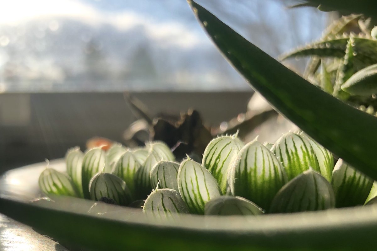 I am nourished by the pace at which these plants grow.