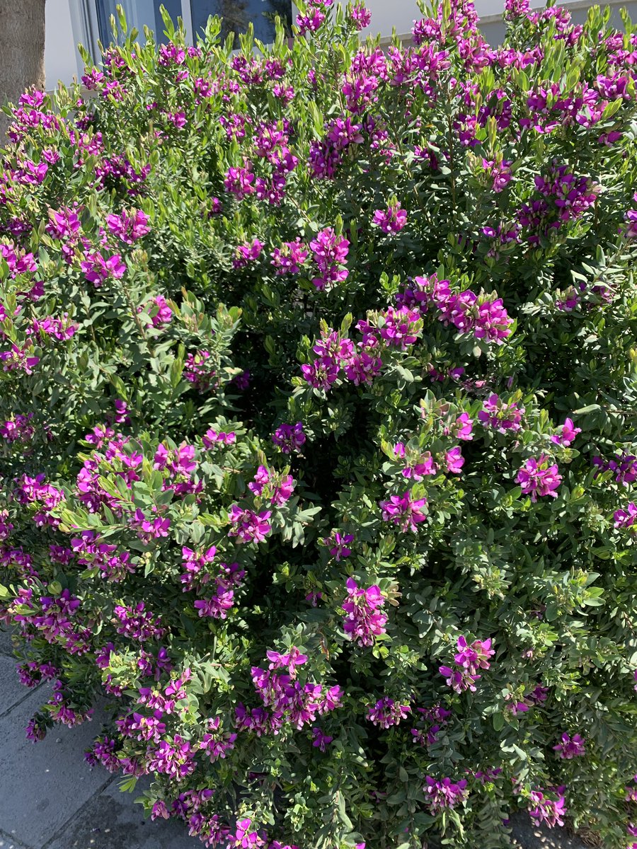 GlobalSemesters's tweet image. Looks like spring has sprung around UNIC👀 #springbreakwya