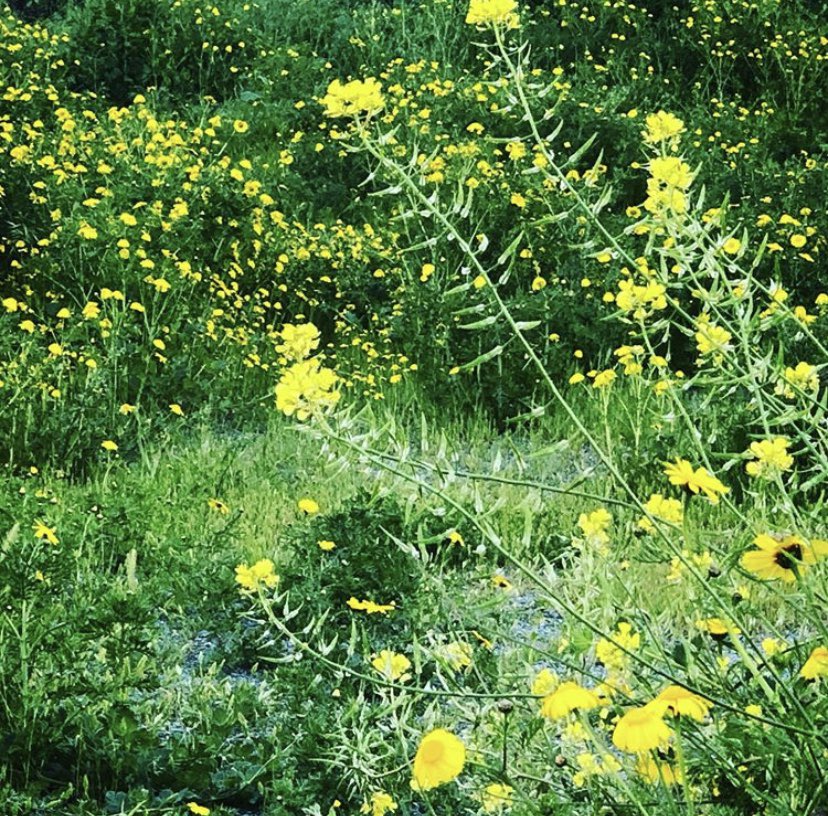 GlobalSemesters's tweet image. Looks like spring has sprung around UNIC👀 #springbreakwya