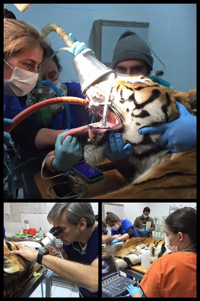 Edrachile's tweet photo. Una Vergüenza @FiscaliaSur aceptó $98.600 por caso maltrato Animal Circo Los Tachuelas. Ni siquiera pidió el COMISO de los animales. @FiscaliadeChile como querellantes recurriremos ante la I. Corte @varletafortuna @FelipeAvello @BegoBasauri @TonkaTP https://t.co/gBEBNMX8R7
