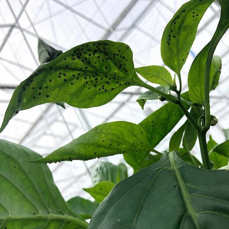 Bioline_AS_Int's tweet photo. ๐ฑSpring is here, and so are the #aphids!! We have a range of BCA's to prevent #aphids on this spring warm weather. ๐
๐You can prevent #aphids with the following #biolineproducts: #Aphiline, #Erviline, and #Apheline!! ๐
#grower๐ฑ๐ฑ#peppergrower ๐ถ #ornamentalgrower ๐ https://t.co/0WQDuD5u5W