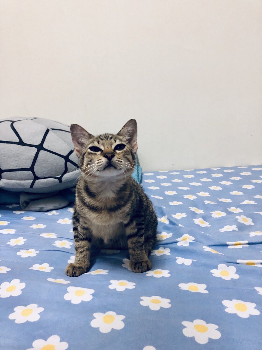laylatulhasanah's tweet photo. Look at this little cutie 🥺❤️ https://t.co/rD1wpxOIjk