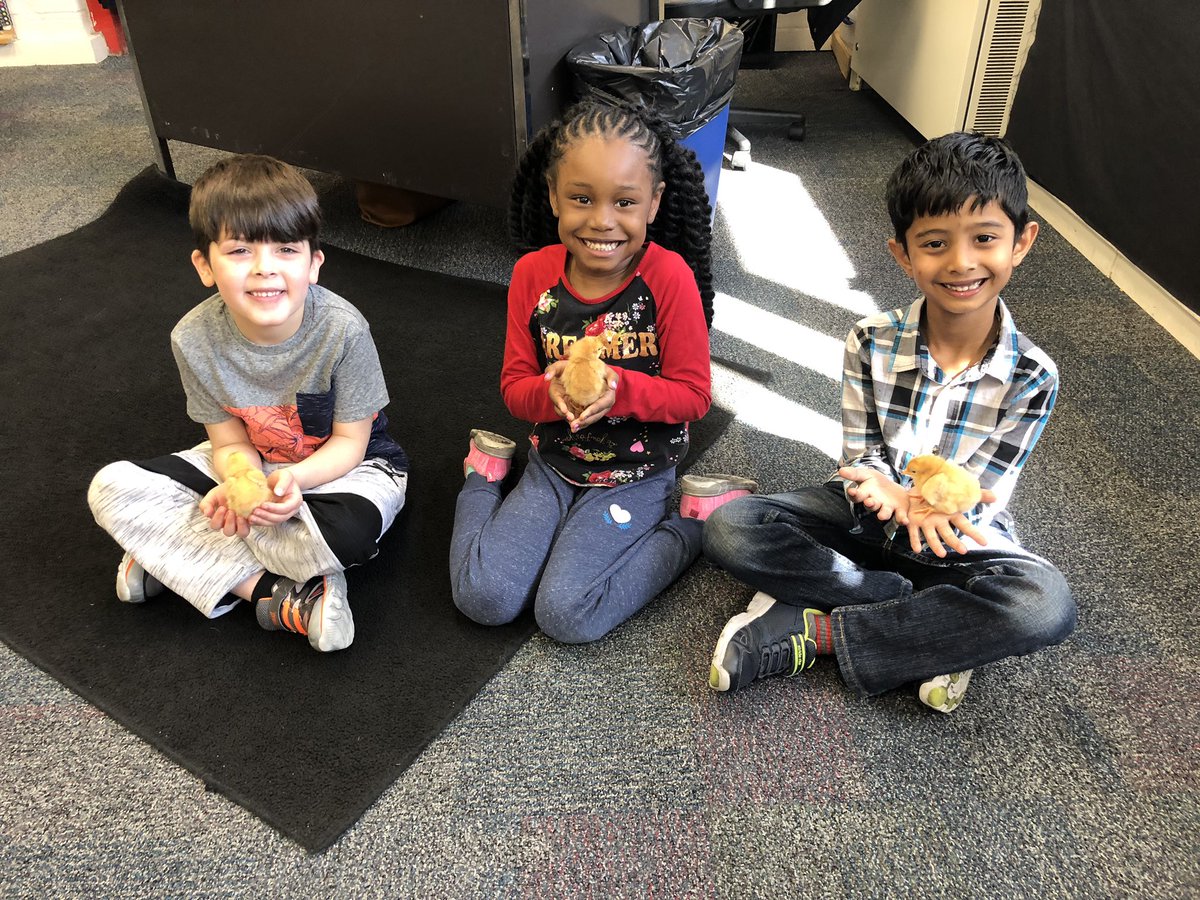 misslaurynOTES's tweet photo. We are really missing these fluffy friends, so we needed to make our own! We were able to recall the life cycle of a chick from our real life experience! π£ #handsonlearning #STEAM #SpartanLegacy #OTESpride #FutureReadyNJ #OTESfutureready https://t.co/7iXMickKl4