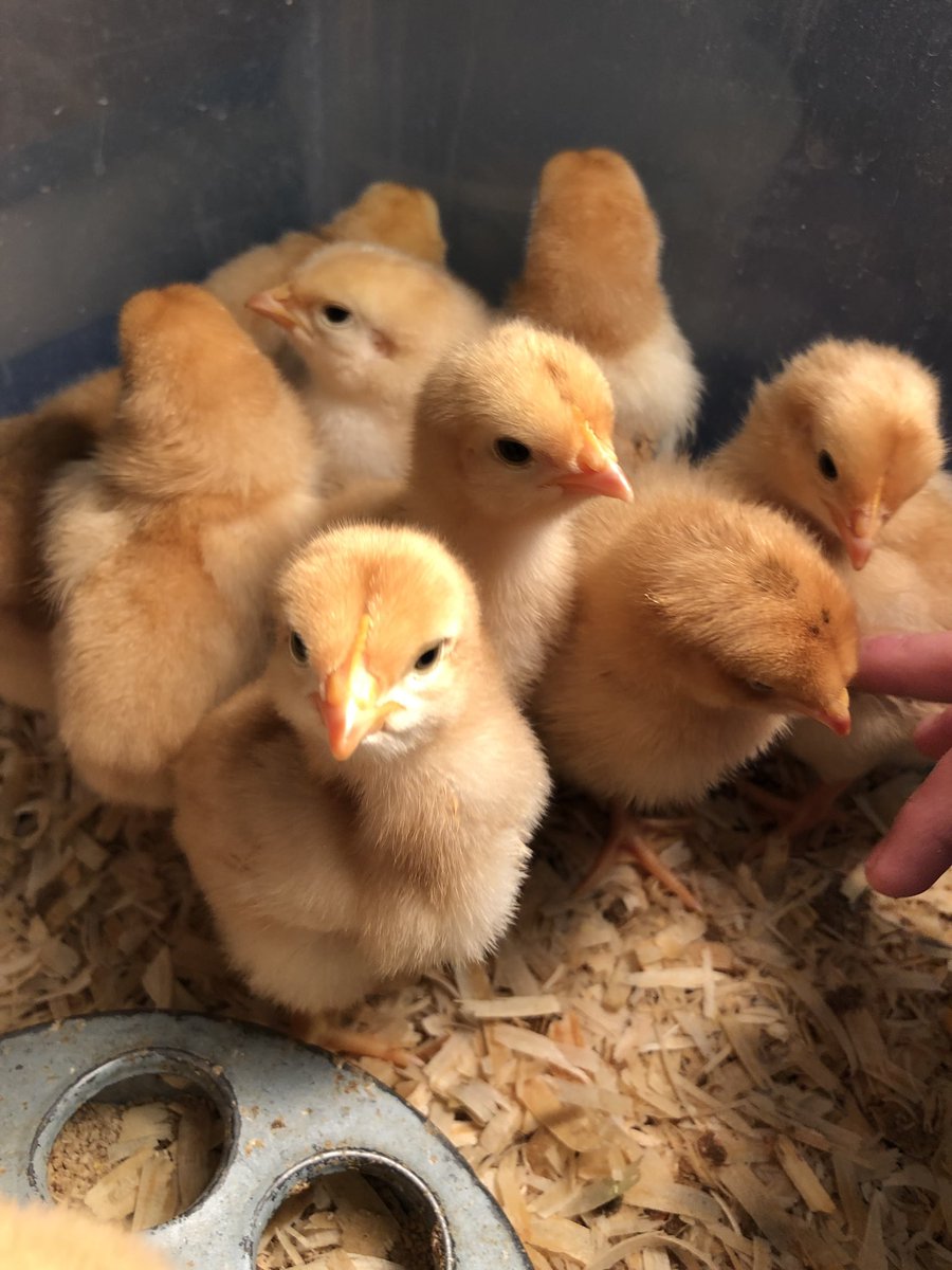 misslaurynOTES's tweet photo. We are really missing these fluffy friends, so we needed to make our own! We were able to recall the life cycle of a chick from our real life experience! π£ #handsonlearning #STEAM #SpartanLegacy #OTESpride #FutureReadyNJ #OTESfutureready https://t.co/7iXMickKl4