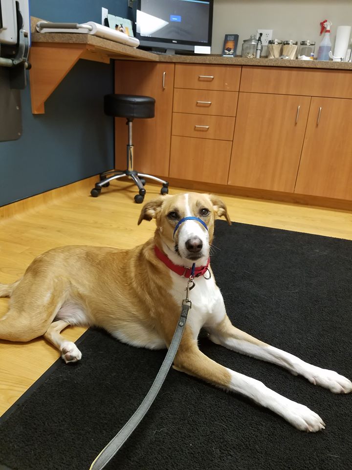 BuddyDogHS's tweet image. #PlzRT #plz read text below, &amp;amp; consider a #donation to Brownie. 
Buddy Dog is a 501(c)3 100% #nonprofit humane society, shelter 
&amp;amp; adoption center #Sudbury #MA (978) 443-6990