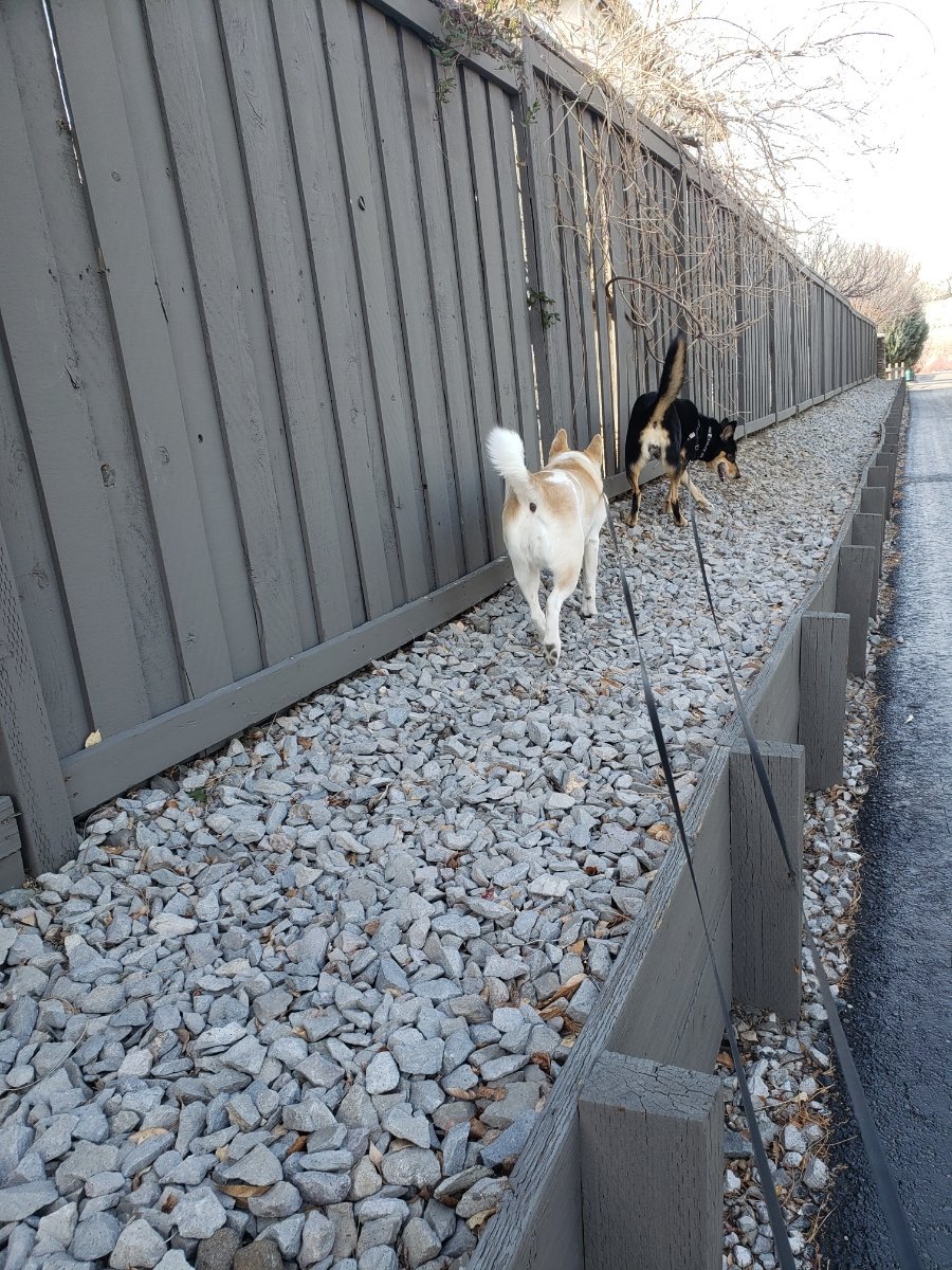 _DogsAndBooks's tweet photo. Walks are better with a friend..
#bff #mybestfriend #walkwithme #dogsmakeeverythingbetter #doggolove #dogsarefamily #letsgo  #dogsandbooks #mybuddy #rescuedogs https://t.co/GIf5EWnZyG