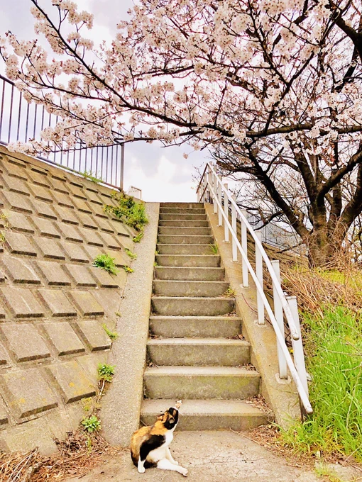恒例の穴守稲荷神社さん月イチ参拝
これで来月の地獄のようなGW進行も無事に生き延びられることでしょう…
ここ最近引きこもってたのでやっと桜を見ることができた
桜の下でシンクロしてる猫も撮れた?
#桜 