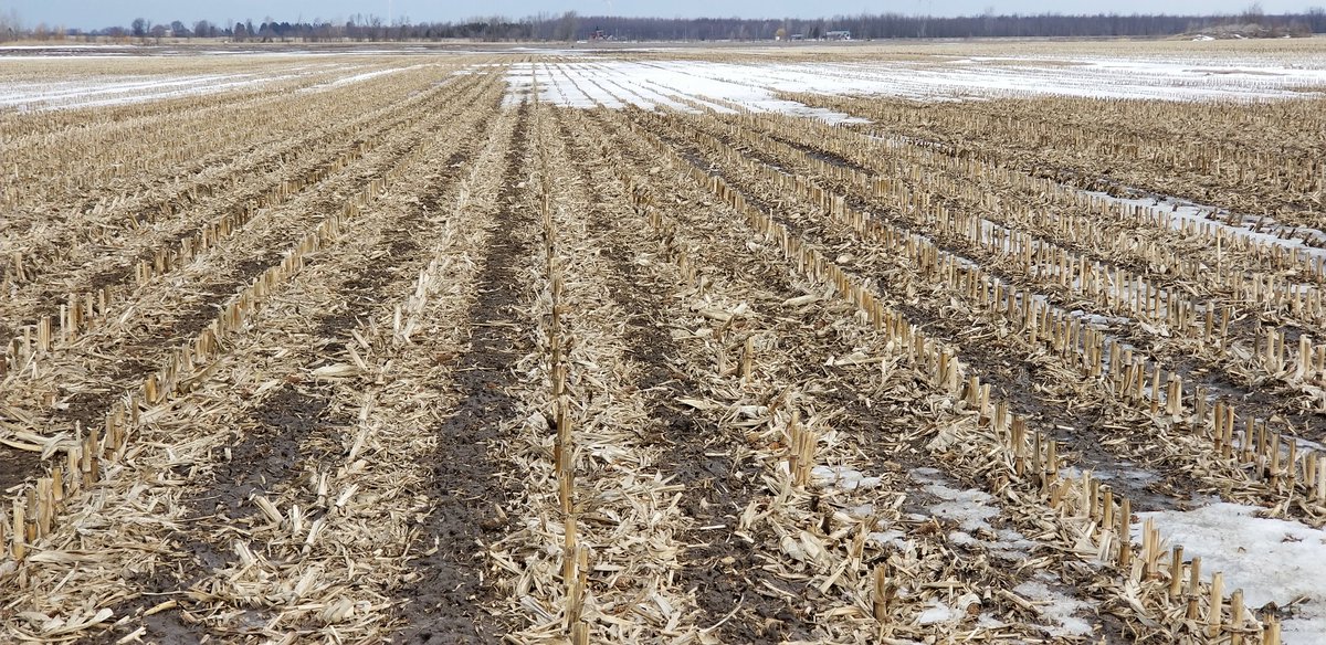 farmerschneck's tweet image. Fall #striptil coming out of a long #winter in great shape.   #ontag #plant19